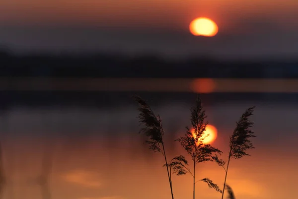 Schilfdickicht Auf Einem See Bei Sonnenuntergang — Stockfoto