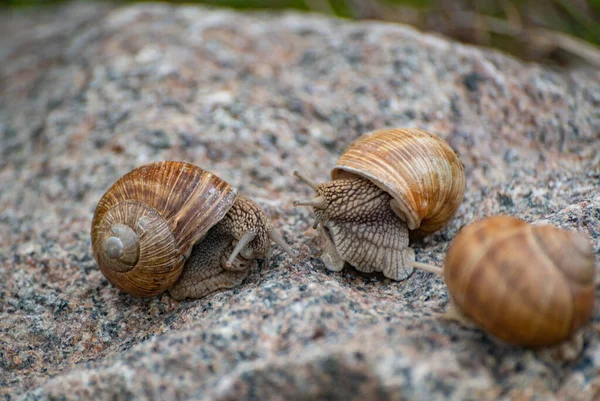 Três Caracóis Enormes Uma Pedra Textura — Fotografia de Stock