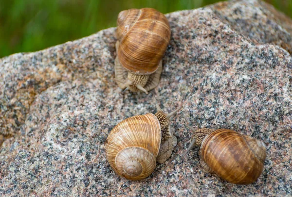 Three Huge Snails Texture Stone — Stock Photo, Image
