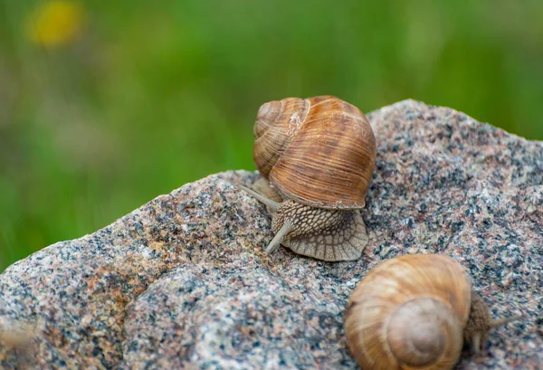 마리의 달팽이 — 스톡 사진