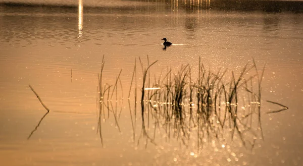 Wildenten Fliegenpilz Auf Einem See Bei Sonnenuntergang — Stockfoto