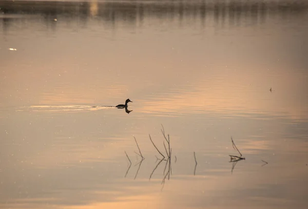 Taburete Sapo Pato Salvaje Lago Atardecer —  Fotos de Stock