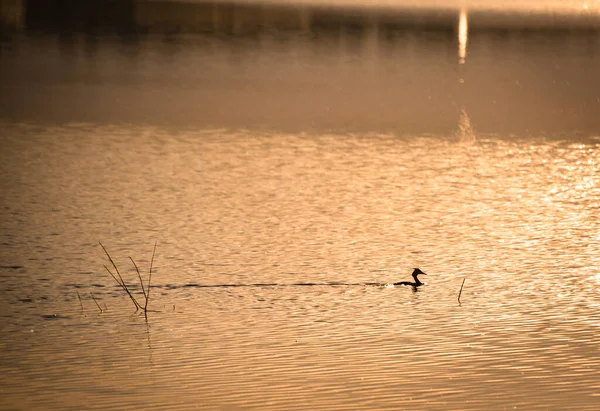 Tabouret Canard Sauvage Sur Lac Coucher Soleil — Photo