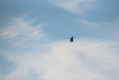 Gün batımında gölde martı