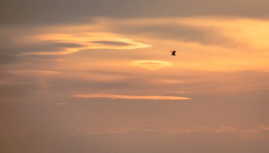Gün batımında gölde martı