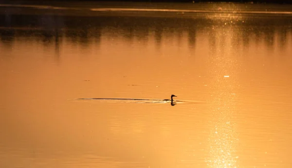 Toadstool Pato Selvagem Lago Pôr Sol — Fotografia de Stock