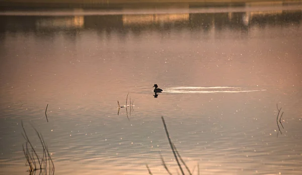 Tabouret Canard Sauvage Sur Lac Coucher Soleil — Photo