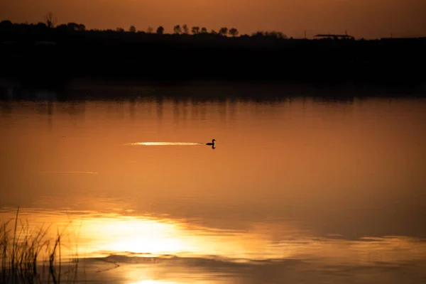 Wildenten Fliegenpilz Auf Einem See Bei Sonnenuntergang — Stockfoto