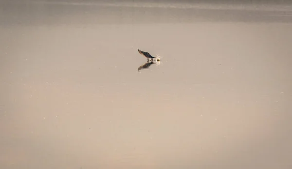 Möwe Auf Dem See Bei Sonnenuntergang — Stockfoto