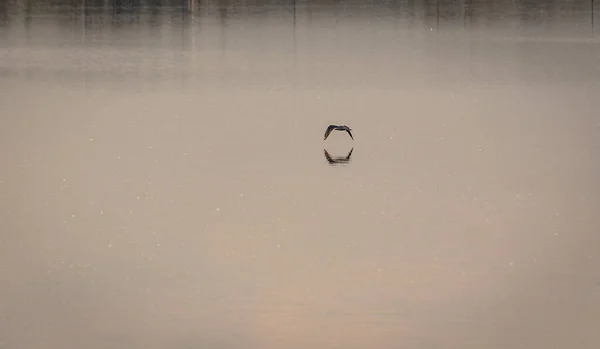 Mewa Jeziorze Zachodzie Słońca — Zdjęcie stockowe