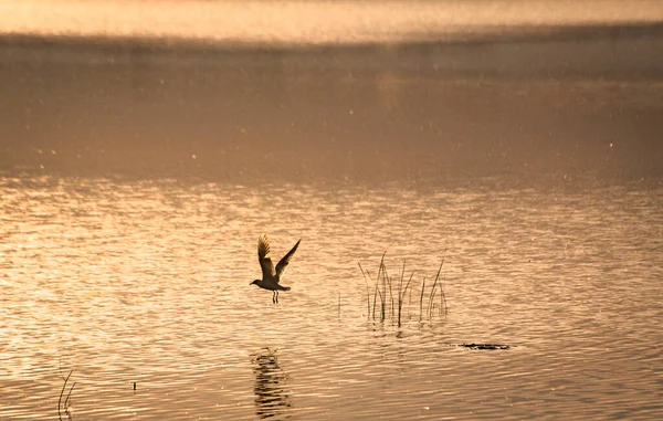 Gaviota Lago Atardecer —  Fotos de Stock