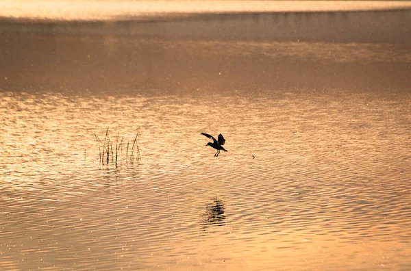 Gaviota Lago Atardecer —  Fotos de Stock