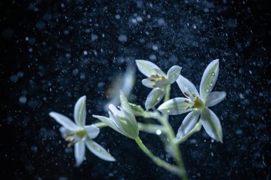Çiçek Ornithogalum gussonei 10 makro shot 