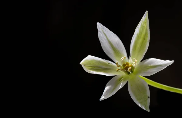 Kwiat Ornithogalum Gussonei Dziesięć Makro Shot — Zdjęcie stockowe