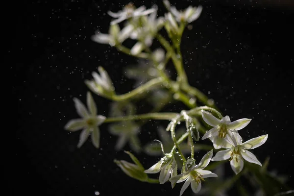 Flower Ornithogalum Gussonei Deset Makro Shot — Stock fotografie