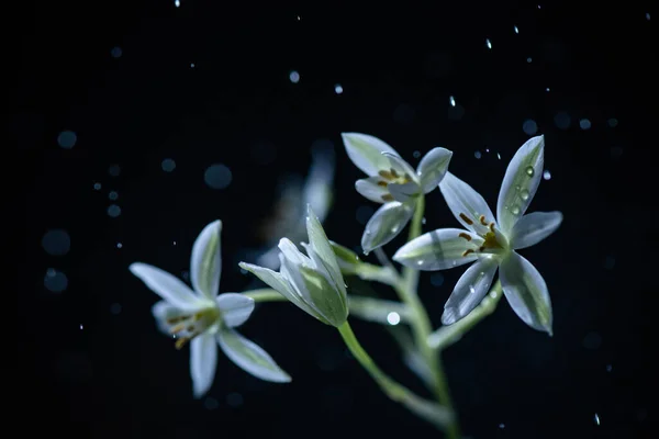 Квітка Ornithogalum Gussonei Десять Макрознімок — стокове фото