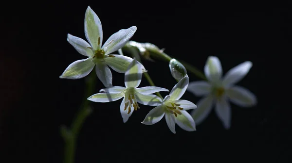 Flower Ornithogalum Gussonei 매크로 — 스톡 사진