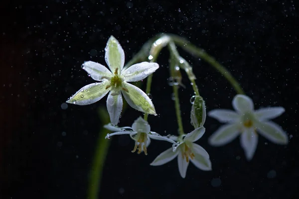 Flower Ornithogalum Gussonei Deset Makro Shot — Stock fotografie