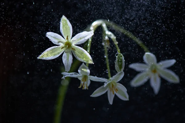 Flor Ornithogalum Gussonei Dez Macro Shot — Fotografia de Stock