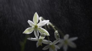 Çiçek Ornithogalum gussonei 10 makro