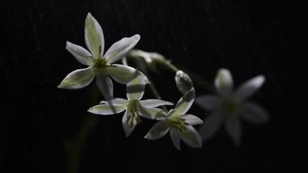 Flower Ornithogalum Gussonei Deset Makro — Stock video