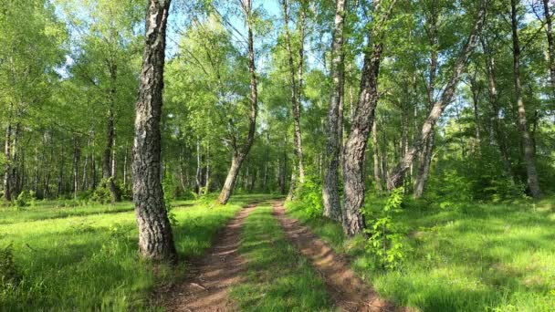 Landschappen Van Een Berkenbos Karpaten — Stockvideo