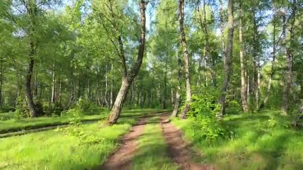 Landscapes Birch Grove Carpathians — Stock Video