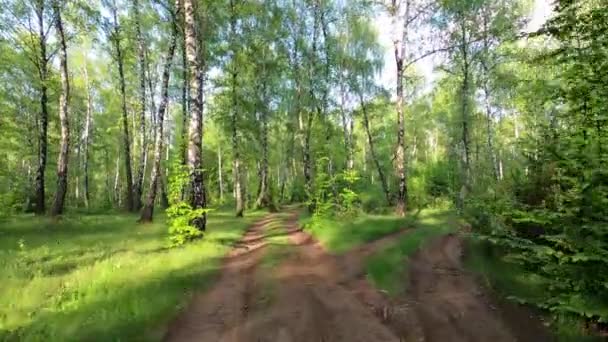 Landscapes Birch Grove Carpathians — Stock Video