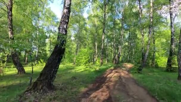 Landscapes Birch Grove Carpathians — Stock Video