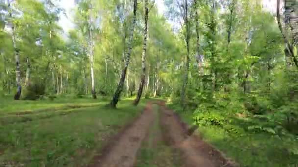 Landscapes Birch Grove Carpathians — Stock Video