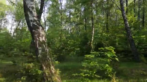 Paisagens Bosque Vidoeiro Nos Cárpatos — Vídeo de Stock