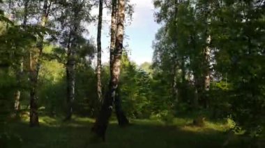 Karpatlar 'da bir huş ağacının manzarası.