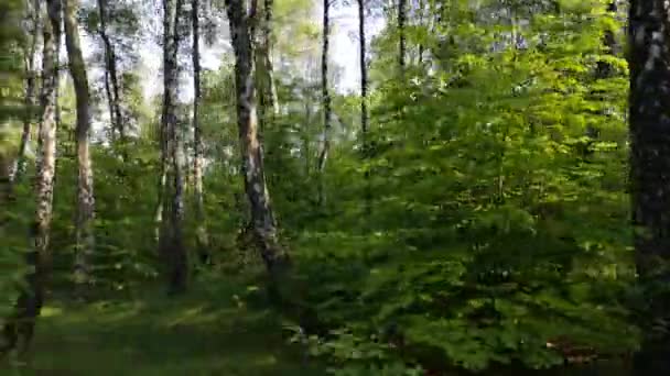 Paisagens Bosque Vidoeiro Nos Cárpatos — Vídeo de Stock