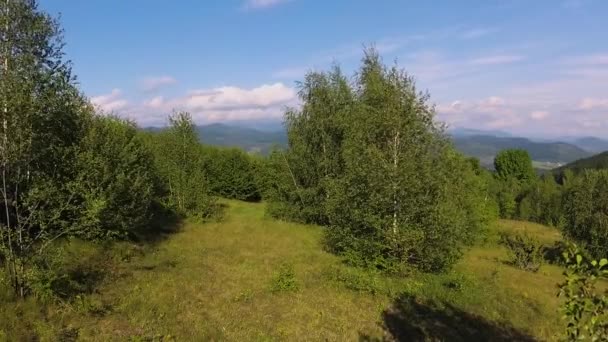 ใบไม ในภ เขา Carpathian — วีดีโอสต็อก
