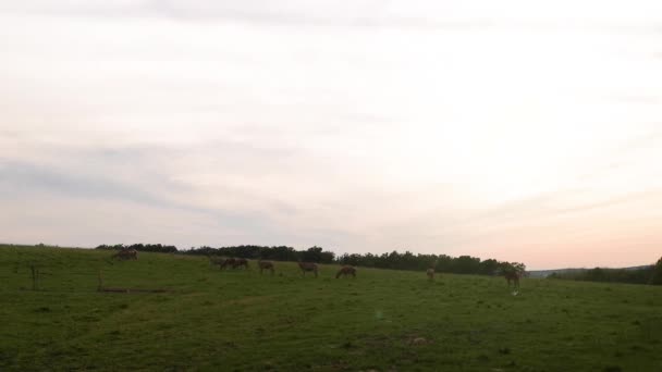 Flock Red Deer Grazes — Stock Video