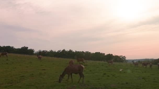赤い鹿の群れが放牧され — ストック動画