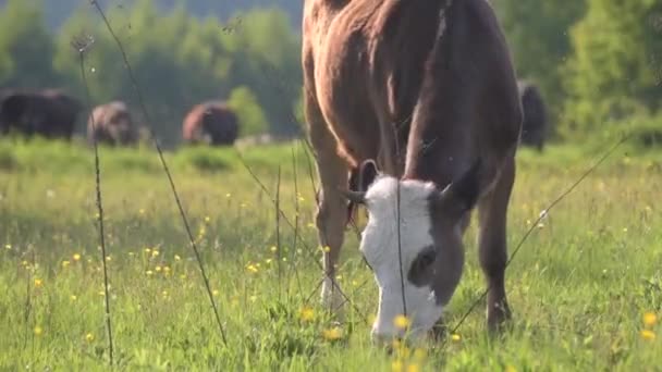 Une vache broute dans une prairie de montagne 