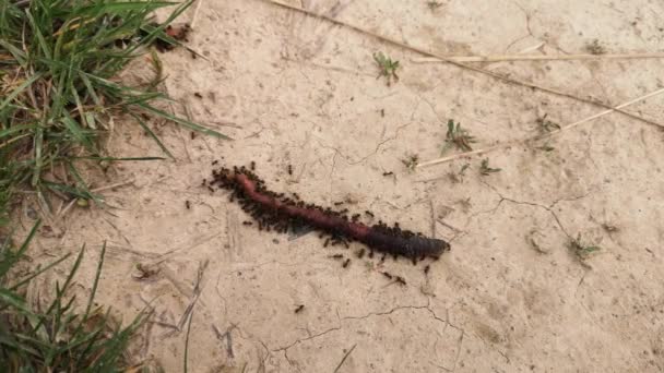 Orman Karıncaları Bir Solucanın Etrafında Kaldı — Stok video