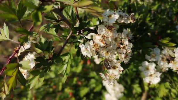 Skogsskalbagge Blommande Buske — Stockvideo