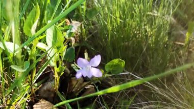 Ormanda narin bahar çiçekleri