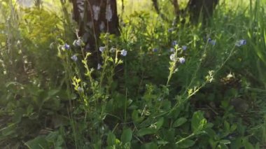 Ormanda narin bahar çiçekleri