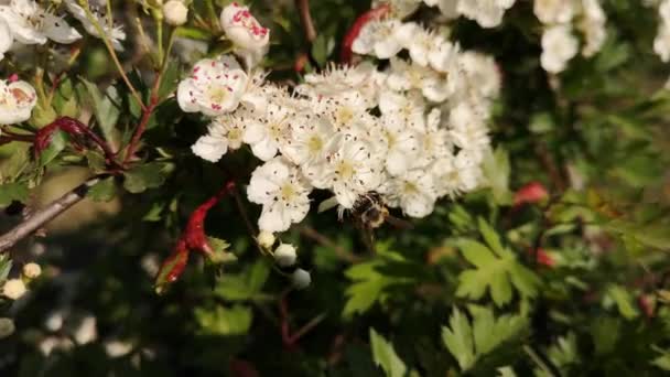 Wilde Bij Een Bloeiende Bush — Stockvideo