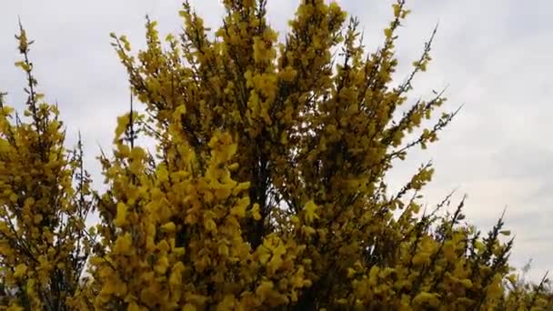 Énorme Buisson Fleurs Spartium Junceum — Video