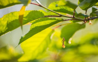 Diva Plavalaguna denilen manzara