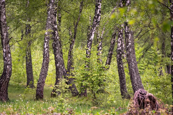 Landscapes Birch Grove Carpathians — Stock Photo, Image