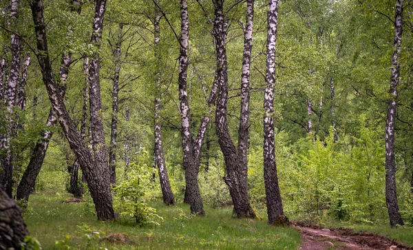 Пейзажи Березовой Рощи Карпатах — стоковое фото