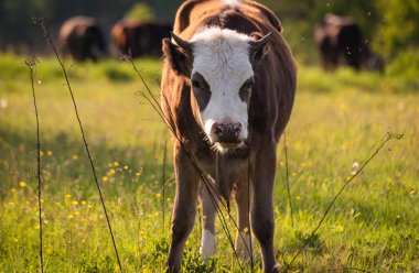 İlkbaharda bir dağ otlağında inek