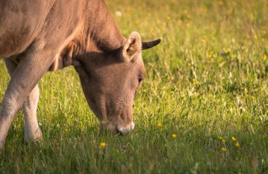 İlkbaharda bir dağ otlağında inek