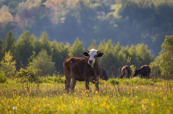 Kráva Horské Pastvině Jaře — Stock fotografie