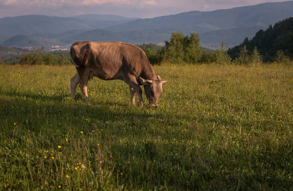Kráva Horské Pastvině Jaře — Stock fotografie